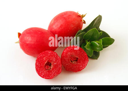 Radix Pflaumen. Carissa macrocarpa Stockfoto