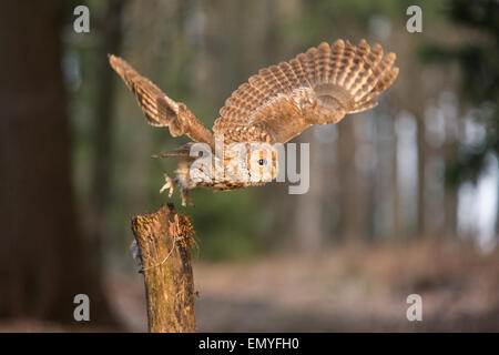 Waldkauz (Strix Aluco) die Flucht aus einem hölzernen Pfosten Stockfoto