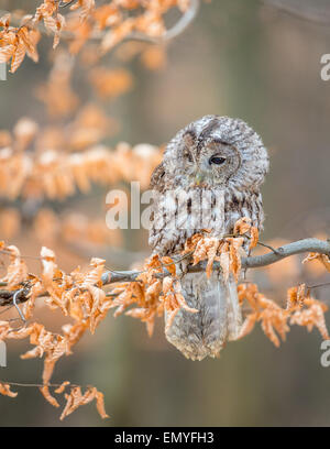 Waldkauz (Strix Aluco) thront auf einem Ast mit Autum farbige Blätter Stockfoto