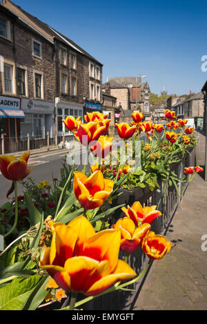 Großbritannien, England, Lancashire, Lancaster, King Street, Tulpen in am Straßenrand Pflanzer Stockfoto