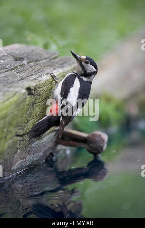 Weibliche große Specht, Dendrocopos major, East Yorkshire, Großbritannien entdeckt Stockfoto