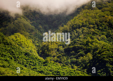 Tropischer Regenwald des Mount Mandiri in Larantuka, Insel Flores, Indonesien. Stockfoto