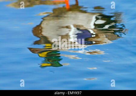 Bild von einer Stockente Anus Platyrhyncha Drake Reflexion im Fluss Frühling reflektiert Stockfoto