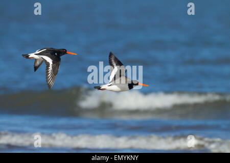 Austernfischer Haematopus ostralegus im Flug über die Küste von Norfolk Winter Stockfoto