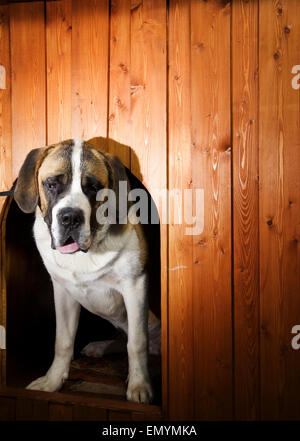 Schöne St. Bernard Hund in eine Hundehütte Stockfoto