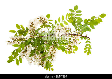 Robinie Zweig mit weißen Blüten, die isoliert auf weiss Stockfoto