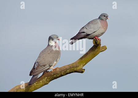 Hohltaube Columba Oenas & Ringeltaube thront Stockfoto