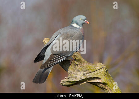 Ringeltaube Columba Palumbus thront in kleinen Wäldchen in der Nähe von Ackerland umgeben. April Stockfoto