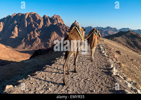 Beduinen und seinen Kamelen Abstieg vom Berg Sinai in Ägypten kurz nach Sonnenaufgang Stockfoto