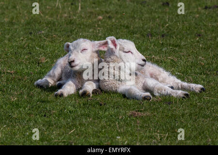 Zwei Lämmer schlafen in einem Feld in der Nähe von Roggen, East Sussex. Stockfoto