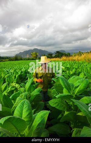 Landwirt rauchende Zigarre in der Mitte von Tabak in Viñales, Kuba Stockfoto