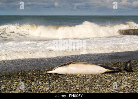 Ein toter Delphin liegt an einem steinigen Strand als Wellen im Hintergrund Stockfoto