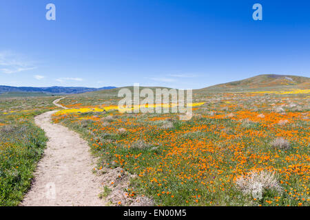 Zeitigen Frühjahr Blumen blühen entlang dem Wanderweg im Antelope Valley Poppy Preserve in Kalifornien Stockfoto