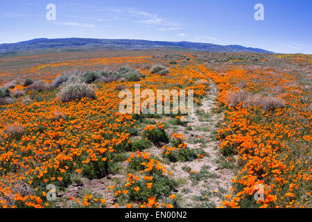 Tausende von Blumen blühen auf den Hügeln im Antelope Valley California Poppy Preserve mit einen Wanderweg durch das Feld Stockfoto