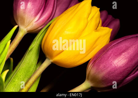 Einzelne gelbe Tulpe umgeben von violette Tulpen vor schwarzem Hintergrund Stockfoto