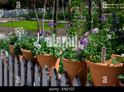 Topfpflanzen in Tontöpfen auf einem weißen Lattenzaun. Stockfoto