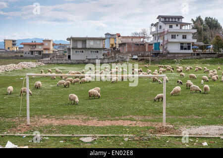 Schafbeweidung auf dem Fußballplatz in Jergucat in der Nähe von Gjirokastra im Süden Albaniens Stockfoto