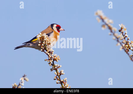 Stieglitz Zuchtjahr Zuchtjahr auf Frühling Blackthorn Blossom Stockfoto