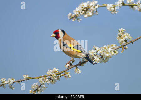 Stieglitz Zuchtjahr Zuchtjahr auf Frühling Blackthorn Blossom Stockfoto