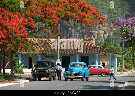 VINALES, Kuba - 20. Mai 2011: Kleinstadt Einwohner die Straße teilen mit amerikanischen Oldtimern unter die rote Flamme-Blüten. Stockfoto