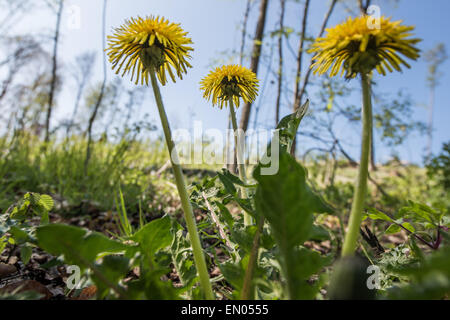 Loewenzahn, Taraxacum Sect. Ruderalia, gemeinsamen Löwenzahn Stockfoto