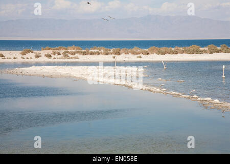 Auf einen Blick der Salton Sea Beach sieht genauso aus wie alle anderen schönen See, bis Sie nah an aufstehen merke es ein totes Meer. Stockfoto