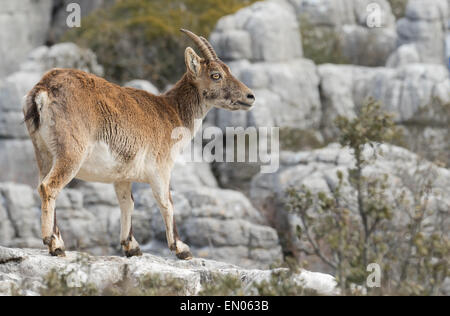 Eine spanische Steinböcke im Nationalpark El Torcal. Stockfoto