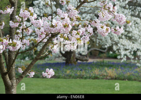 Prunus Matsumae Hayazaki. Japanischer Kirschbaum. RHS Wisley Gärten. England Stockfoto