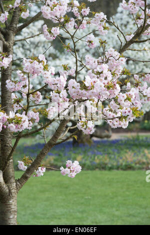 Prunus Matsumae Hayazaki. Japanischer Kirschbaum. RHS Wisley Gärten. England Stockfoto