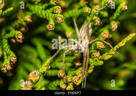 Spinne Zoropsis spinimana Stockfoto