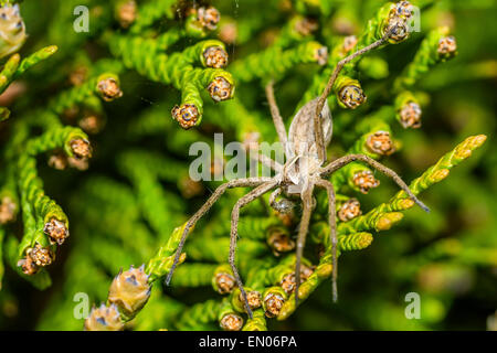 Spinne Zoropsis spinimana Stockfoto