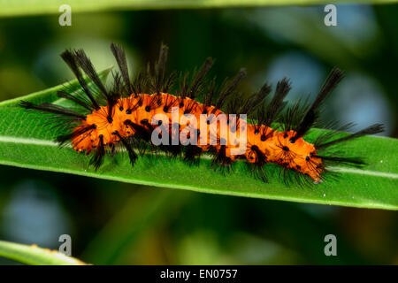 Polka-Dots Wespe Motte, big Pine key Stockfoto