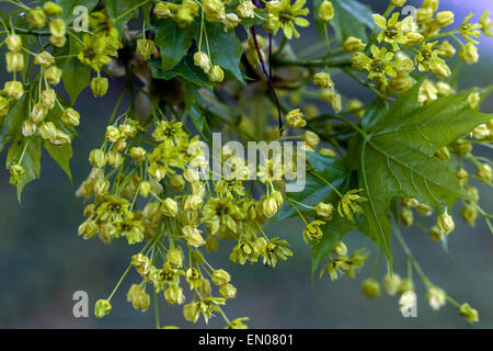 Norway Maple, Acer platanoides, Blumen, alte Samen Stockfoto