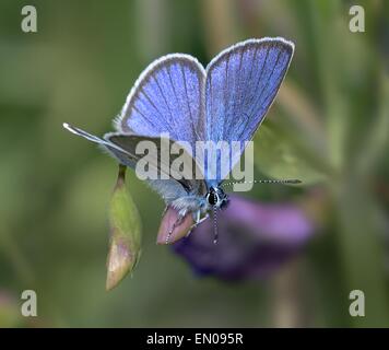 Männliche Mazarine Blue ruht unter Blumen wilde Erbse Stockfoto