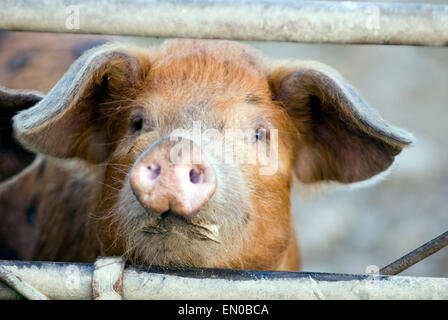 Ferkel (Sus Scrofa Domestica) auf einem Bio-Bauernhof Stockfoto