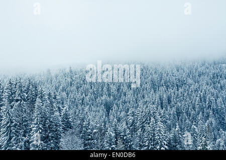 Winter Wald Hintergrund Stockfoto