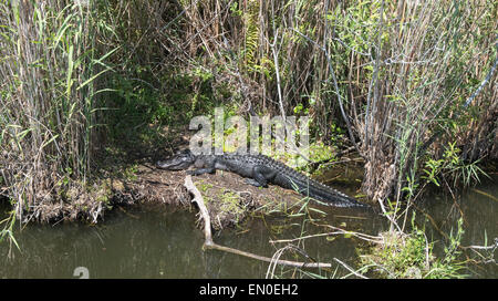 Ein Alligator sonnen sich Stockfoto