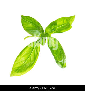 Frische Basilikum Blätter isolierten auf weißen Hintergrund. Stockfoto