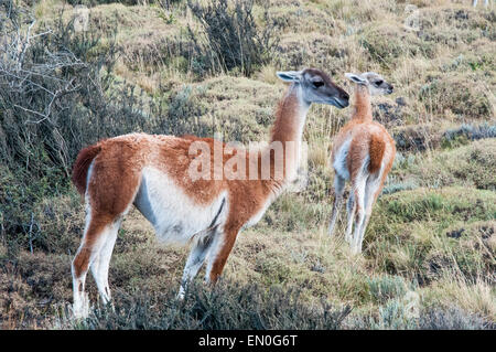 Guanakos Beweidung im Nationalpark Torres del Paine, Patagonien, Chile Stockfoto