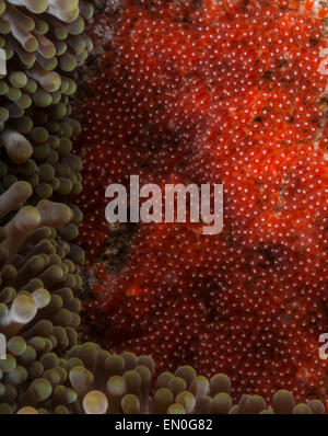 Clownfische Eiern Stockfoto