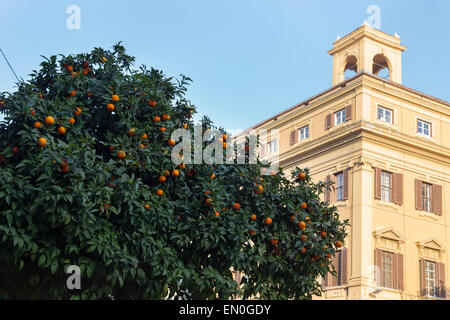 Orangenbäume auf einer Straße in Rom mit Gebäuden im Hintergrund Stockfoto