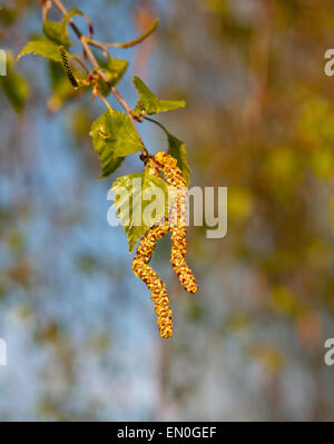 Kätzchen (Knospen) auf eine weiße Birke im Frühjahr Stockfoto