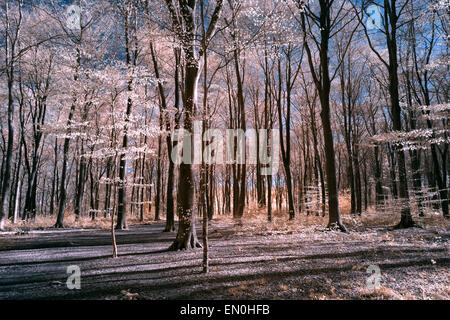 Infra Rot-Bild mit falschen Farben der Buchenwälder Stockfoto