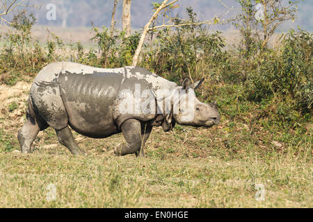 Vom Aussterben bedrohte einen gehörnten Nashorn oder Rhinoceros Unicornis Kaziranga Nationalpark, Assam, Indien Stockfoto