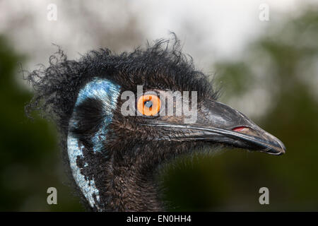 Leiter des Emu, Dromaius Novaehollandiae, Brisbane, Australien Stockfoto