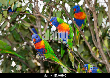 Allfarblori Trichoglossus Haematodus Moluccanus, Brisbane, Australien Stockfoto