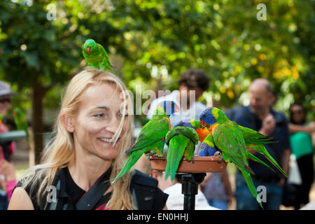 Touristen, die Fütterung Allfarblori Trichoglossus Haematodus Moluccanus, Brisbane, Australien Stockfoto