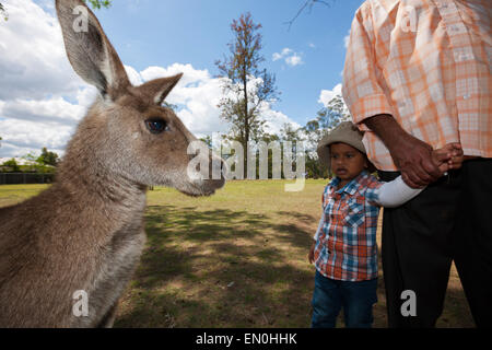Östlichen Grey Kangaroo, Macropus Giganteus, Brisbane, Australien Stockfoto