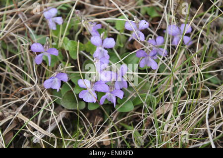 violette Blüten im Busch beginnen zu blühen in Trockenrasen Stockfoto