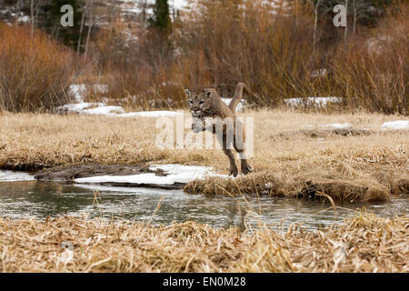 PUMA (Felis Concolor) durch die Luft springen, überqueren Sie den Fluss im Winter Stockfoto